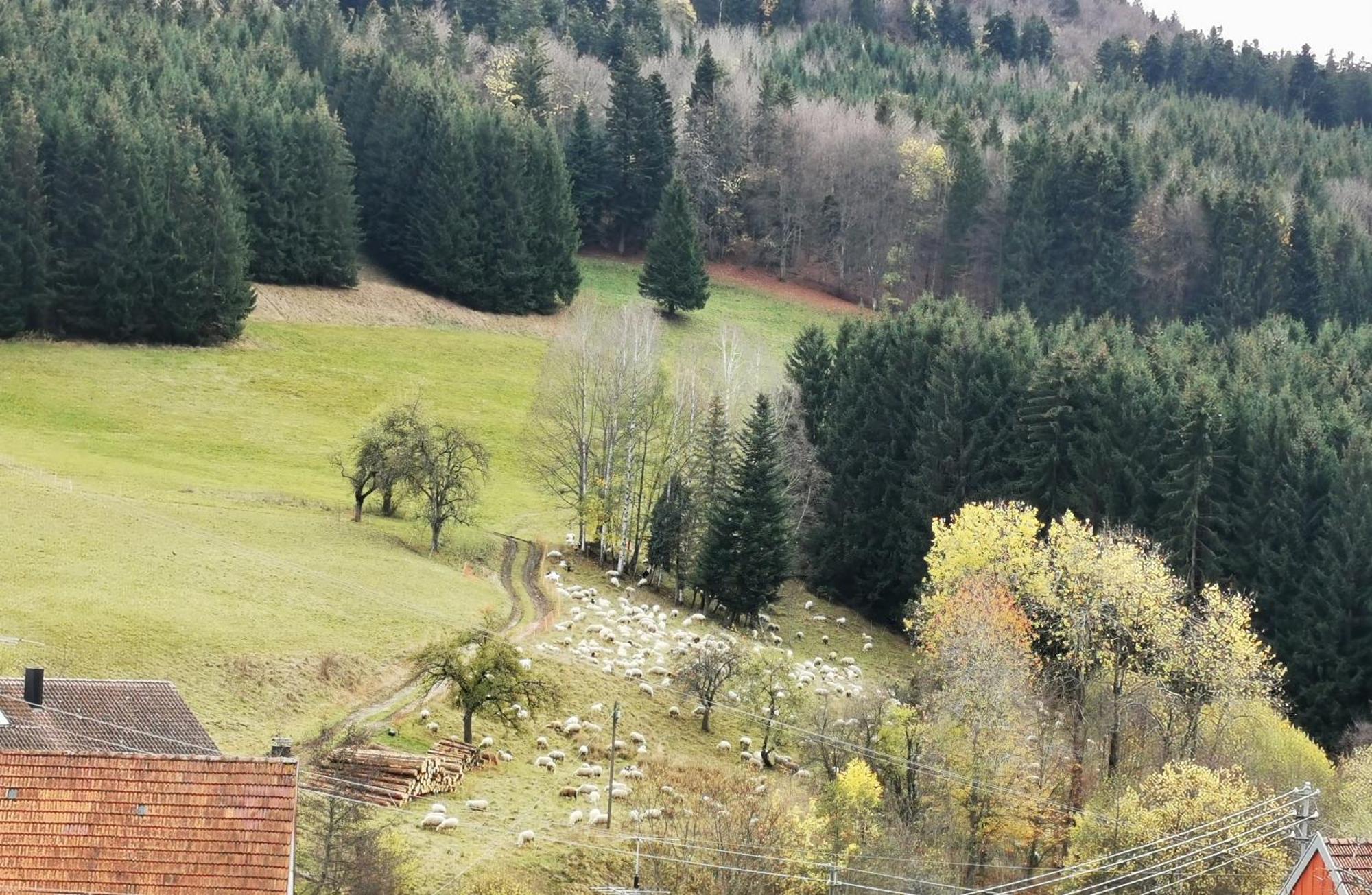Ferienwohnung Blick Rappenstein Hausen am Tann エクステリア 写真
